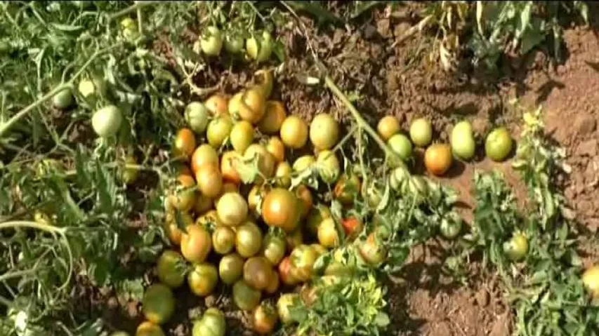 Lack of cold storages in Jagatsinghpur forces tomato farmers to go for distress sale
