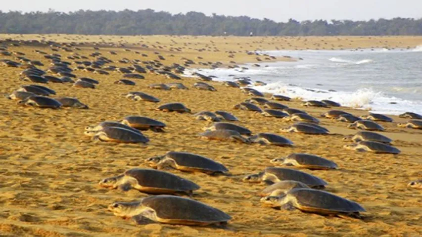 Mass nesting of Olive Ridley turtles begins at Gahiramatha