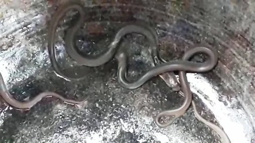 10 cobras rescued from another house in Bhadrak