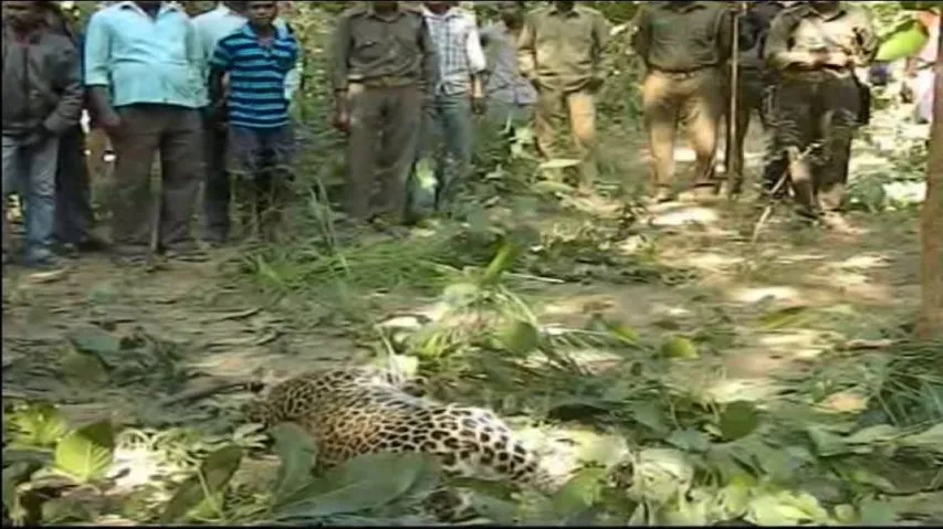 Leopard skin seized during raid