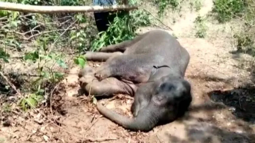 Rescued elephant calf dies