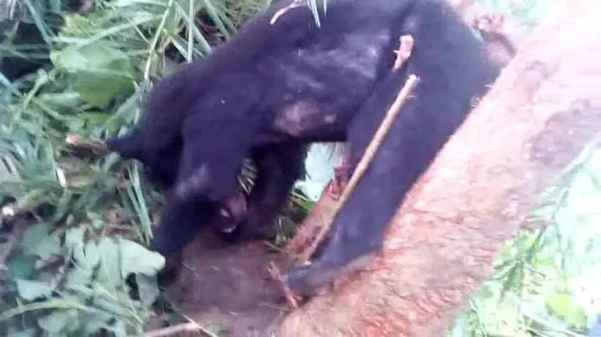 Bear trapped in poacher’s snare