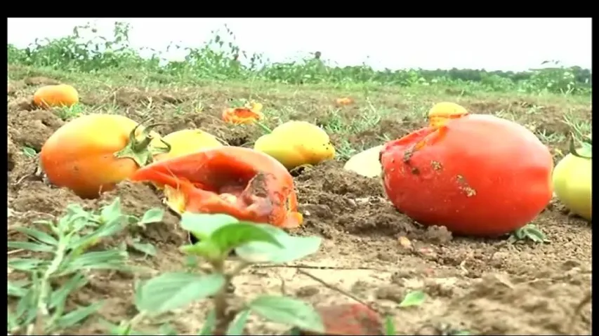 Unseasonal rains shatter farmers’ hope