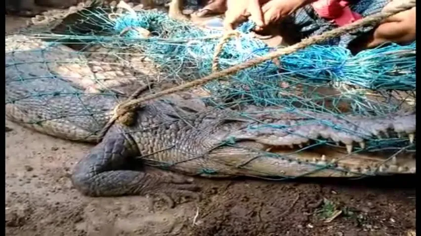 Crocodile gets hooked in fishing net!