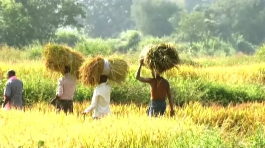 Pest menace: Odisha announces Rs 137.52 crore input subsidy