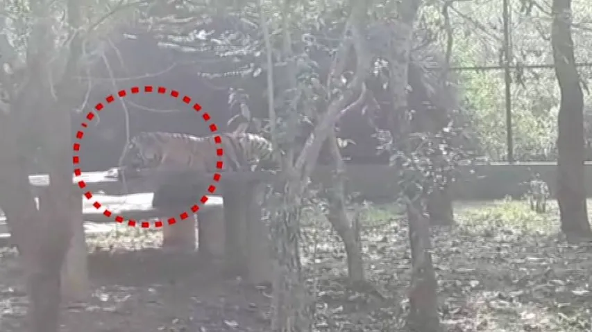 Tiger hunts down monkey at Nandankanan zoo