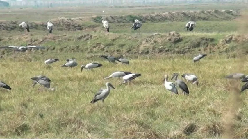 Puri registers rise in migratory birds this year