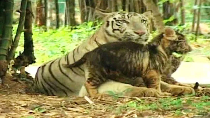 Perfect birthday! Tigress Ankita delivers two cubs at Nandankanan
