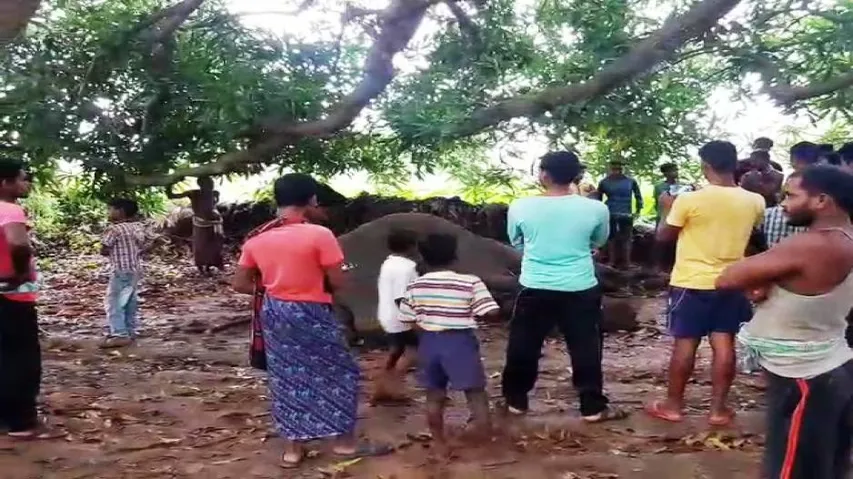 Pregnant female elephant found dead in Dhenkanal