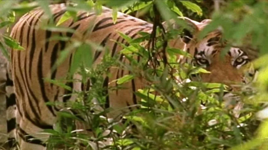 Carcass recovery: NTCA seeks report from Odisha forest department
