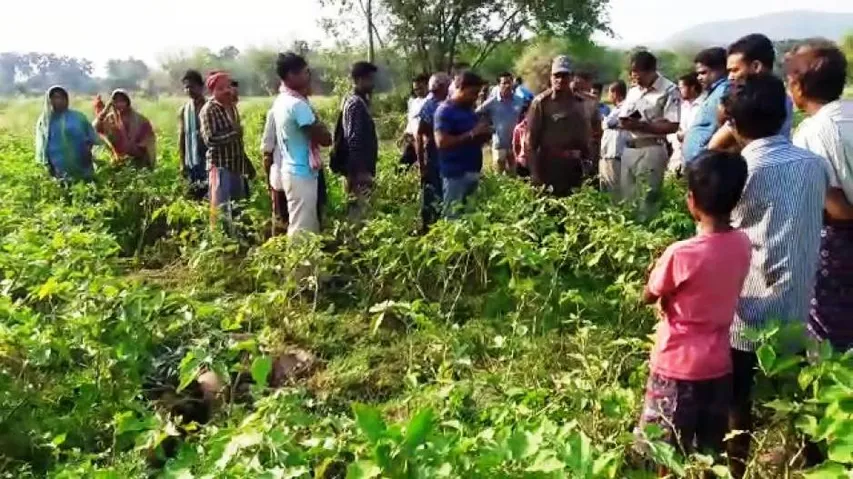 Elephant Menace: Forest Department Issues Alert In Dhenkanal
