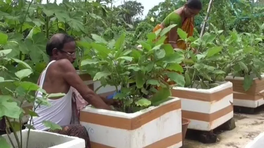 Odisha Man’s Rooftop Farming Redefining Urban Agriculture