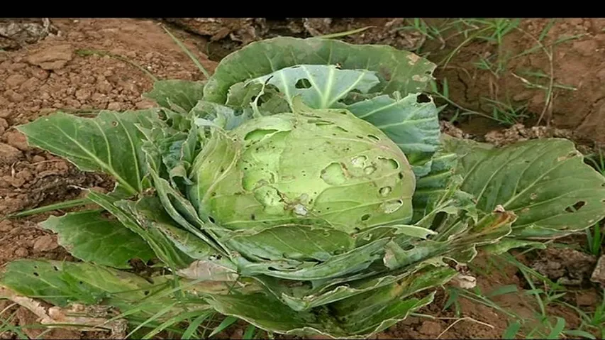 Farmers suffer as middlemen continue to make profit