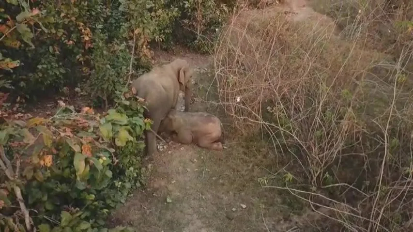 Stuck in mud: Baby elephant rescued by forest officials
