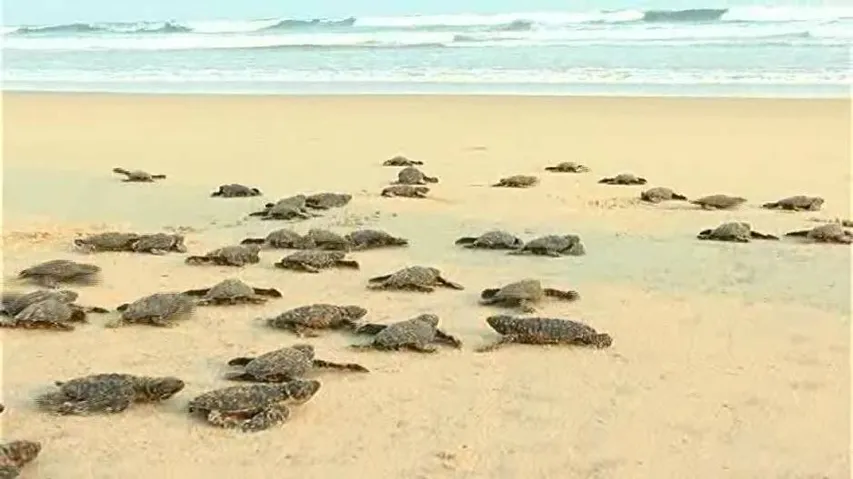 Turtle hatchlings released into sea