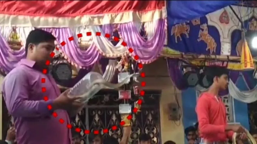 Snakes illegally displayed on Jatra stage for entertainment in Odisha