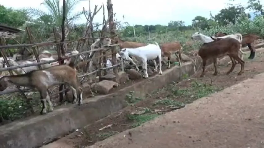 Locals panic as mystery disease leads to mass goat deaths in Malkangiri