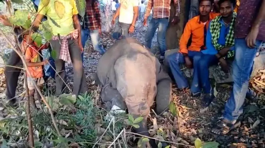 Four elephants run over by speeding train in Jharsuguda