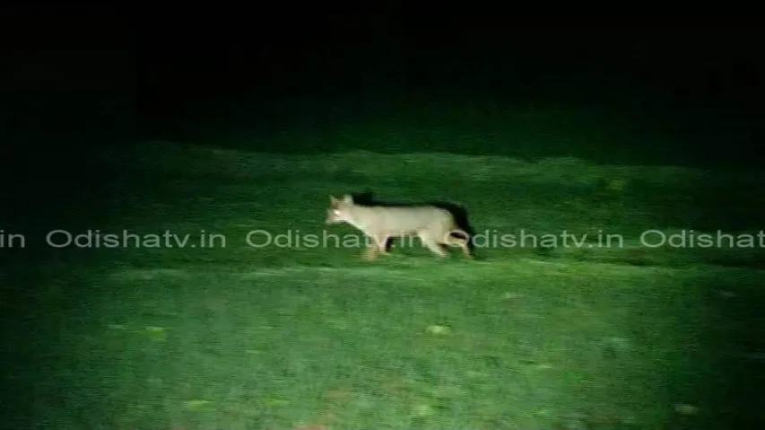 Niali sheep deaths: Mysterious animal caught on camera