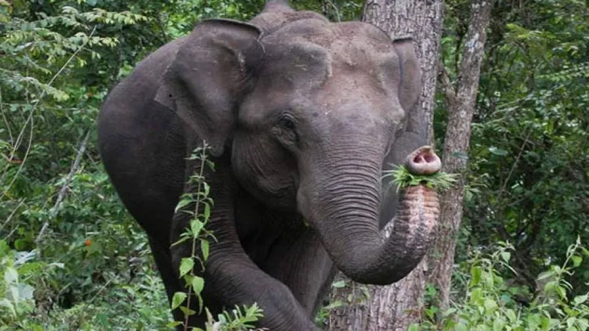 3 injured in elephant attack in Dhenkanal