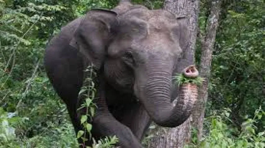 Wild elephants unleash panic in Mayurbhanj district