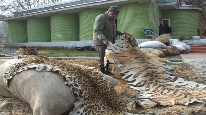 Wildlife crimes down over a decade: Environment Ministry