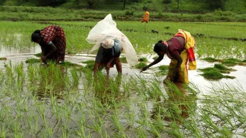 Women's agricultural labour cause of malnutrition in rural India