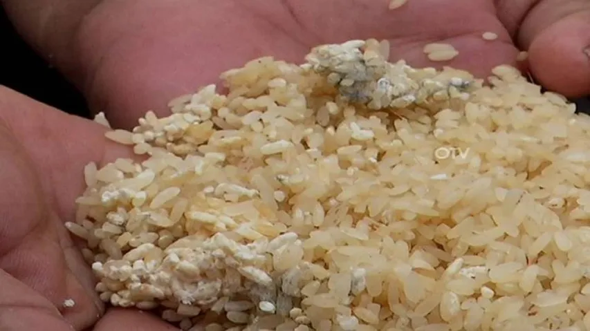 Cyclone-affected residents accuse Odisha govt of distributing worm-infested rice