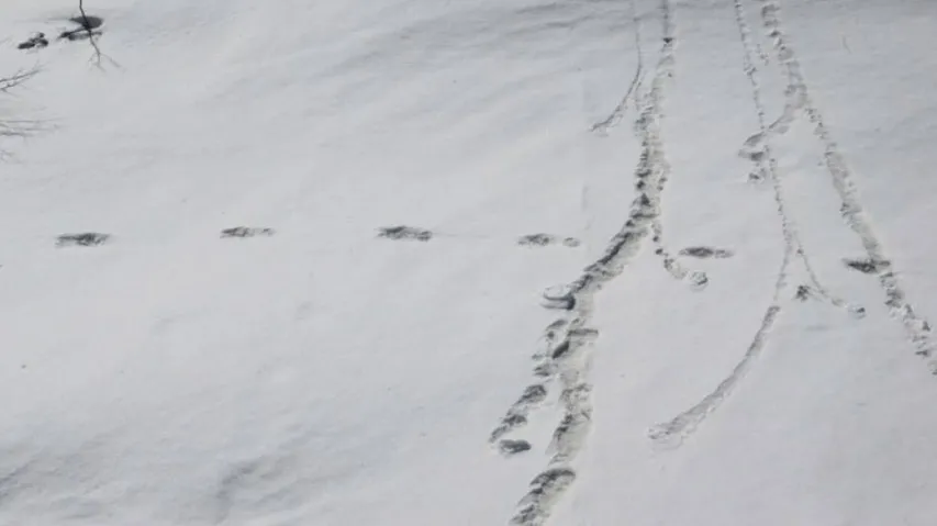 Curiosity, controversy over Army's Yeti trace claim