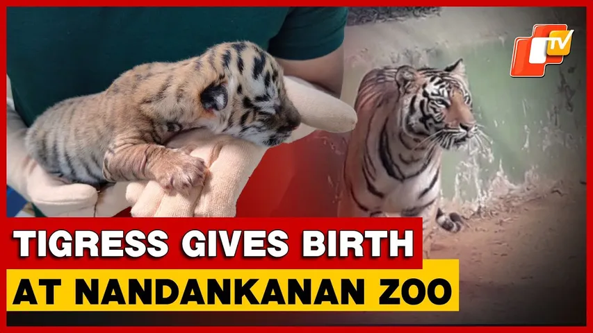 Tigress Jayashree Gives Birth To 3 Cubs At Nandankanan Zoo, Surviving One Under Intensive Care