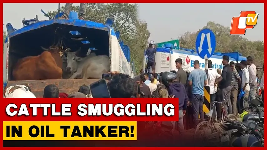 Oil Tanker Used For Cattle Smuggling Intercepted In Odisha's Bhadrak, Probe Underway