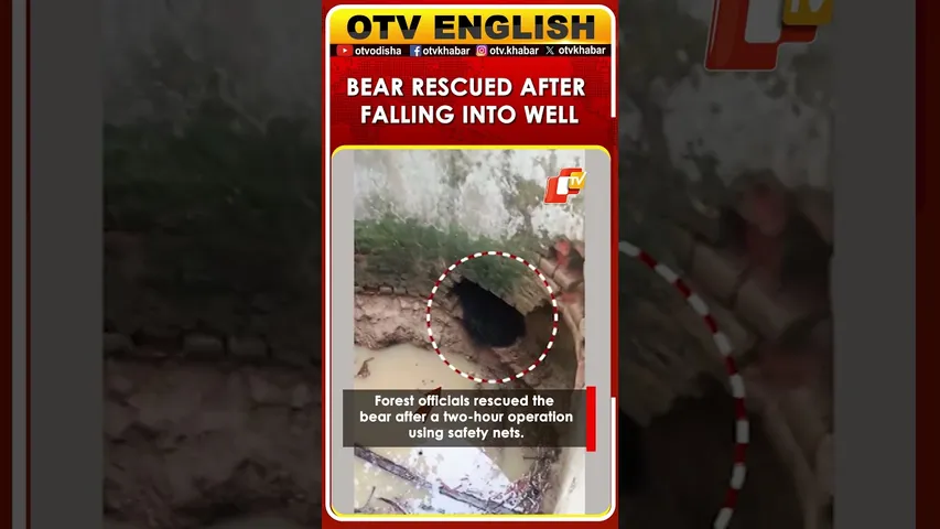 Bear Trapped In Well Triggers Panic In Malkangiri Village; Rescued Later