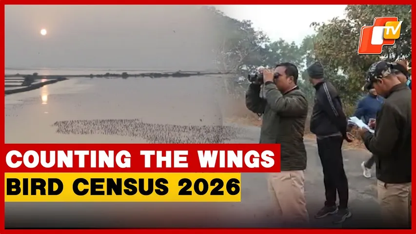 Migratory Bird Census Commences Across Chilika, Hirakud