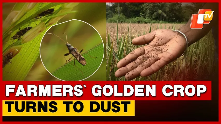 Pest Attack Wipes Out Paddy Crops In Mayurbhanj, Farmers In Debt Crisis