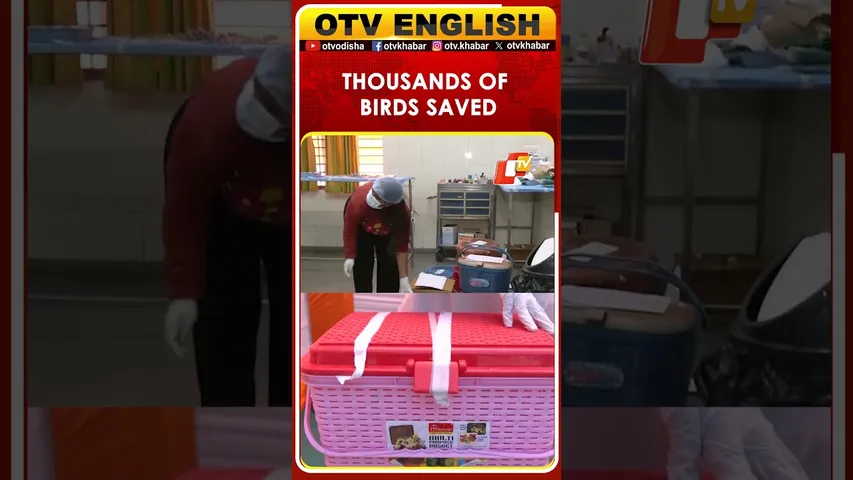 Karuna Abhiyan Saves Thousands Of Injured Birds In Gujarat