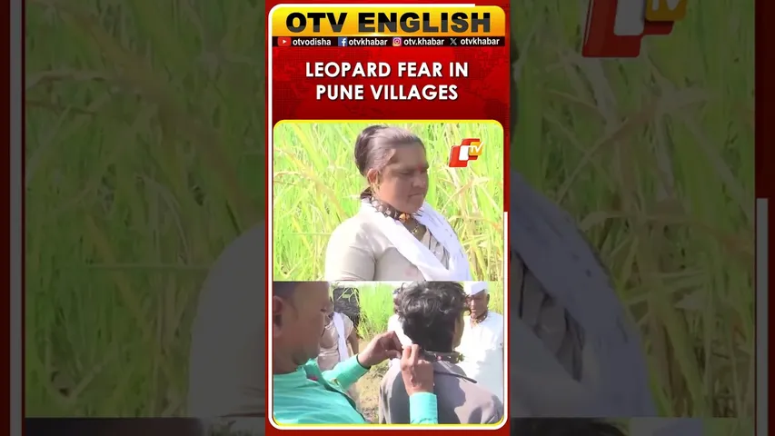 Pune Villagers Wear Nail Collars To Prevent Leopard Attacks Amid Rising Threat