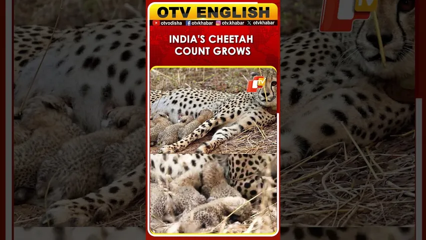 Kuno National Park Announces New Cheetah Cub, India Count Hits 39 | OTV