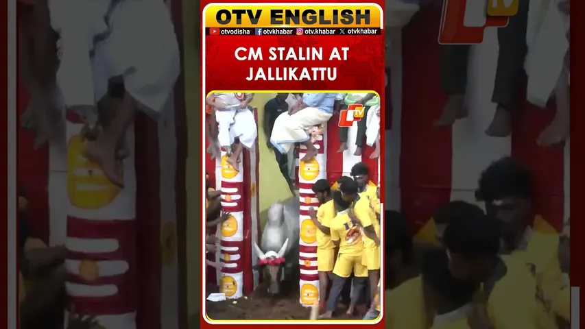 Alanganallur Jallikattu Underway; CM MK Stalin To Attend