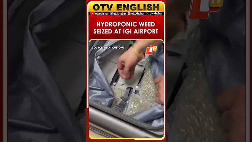 Passenger From Bangkok Caught Smuggling Hydroponic Weed At Delhi Airport