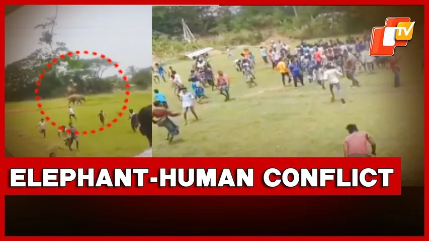 Elephant–Human Conflict Continues Unabated in Odisha