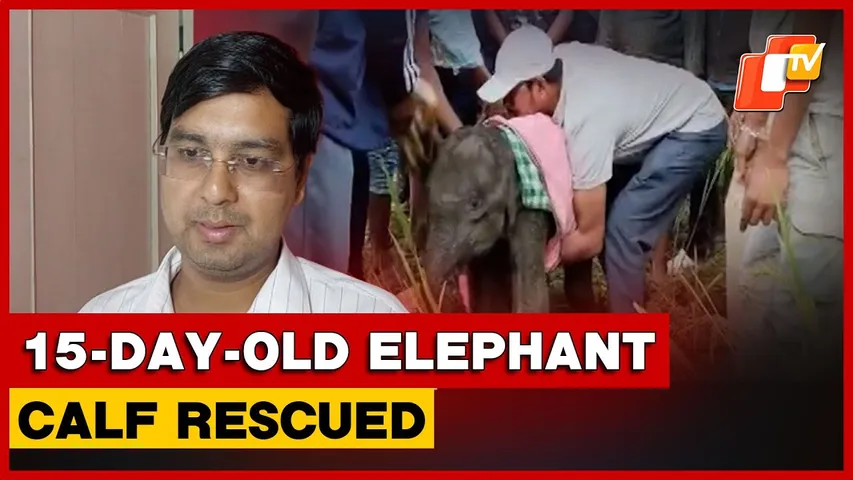 15-Day-Old Elephant Calf Rescued From Muddy Field In Angul | Odisha