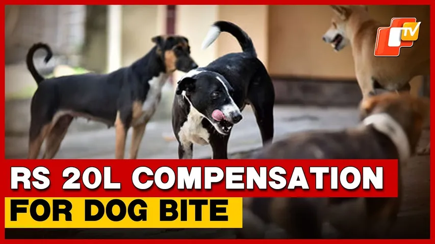 Delhi Woman Claims Rs 20 Lakh Compensation For Dog Bite, Know Details