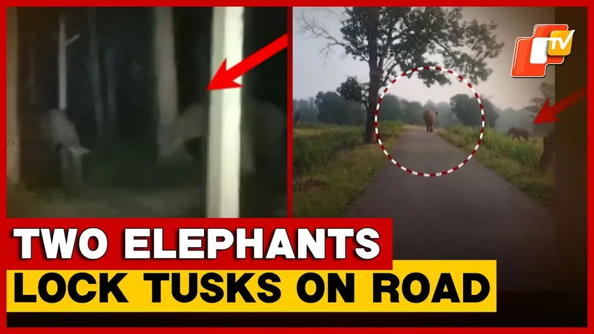 Dramatic Clash Between Two Elephants On Road Terrifies Residents In Odisha