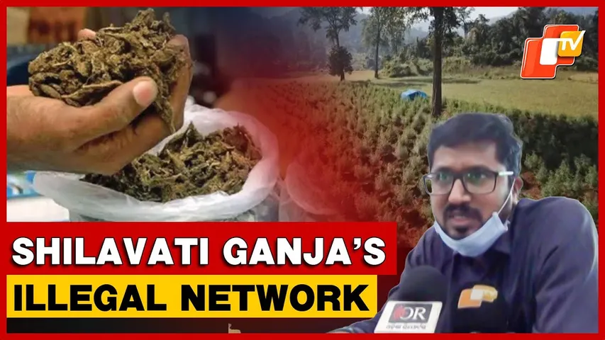 High-Potency Shilavati Cannabis Strain From Odisha Fuelling Pan-India Illegal Trade