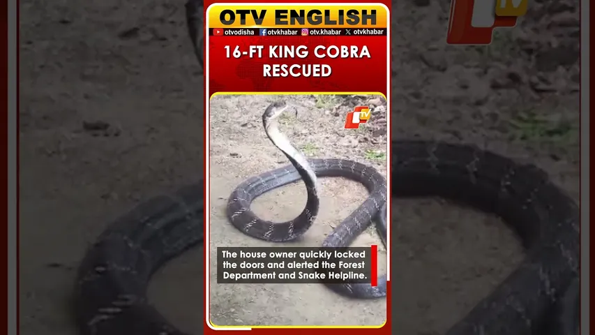 Massive 16-Foot King Cobra Rescued From House In Balasore | Odisha
