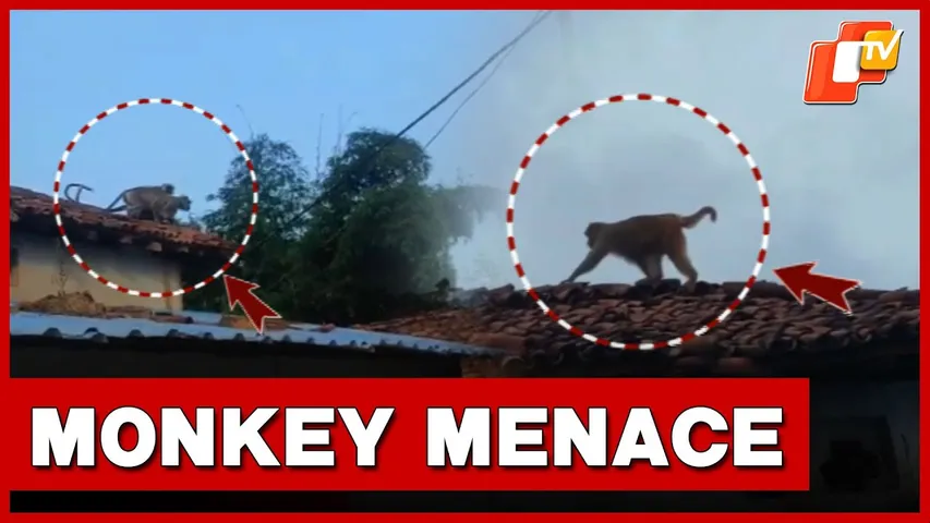 Monkeys Rule Roads In Sundargarh, Locals Seek Urgent Action | OTV