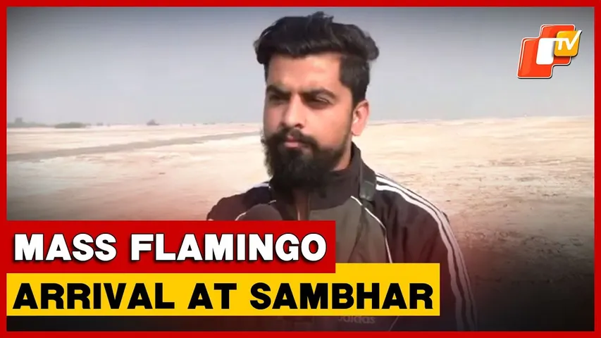 Rain Boost Brings 2 Lakh+ Flamingos To Sambhar Lake, Says Bird Expert