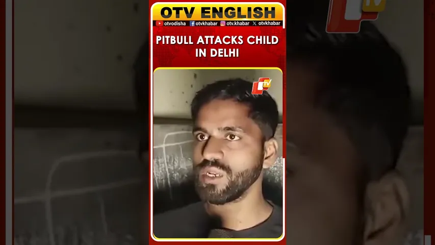 Child Injured In Pitbull Attack In Delhi’s Prem Nagar