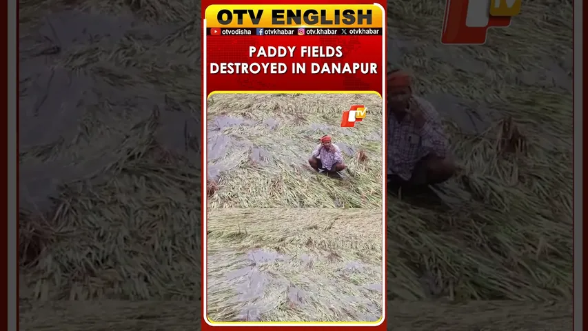 Heavy Rain & Strong Winds Wreak Havoc On Paddy Crops In Danapur, Affecting Farmers