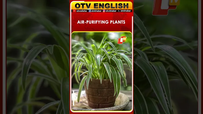 7 Indoor Plants That Improve Health, Air, and Reduce Stress